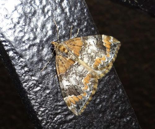 Réf. 256 120 : Dysstroma truncata